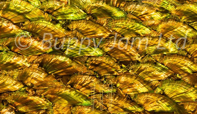 Abalone Sheet Fan Antique Gold Gloss L240mm x W140mm HM028