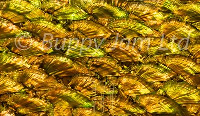 Abalone Sheet Fan Antique Gold Gloss L240mm x W140mm HM028