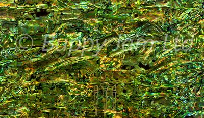 Abalone Sheet Green-Gold L240mm x W140mm HM031