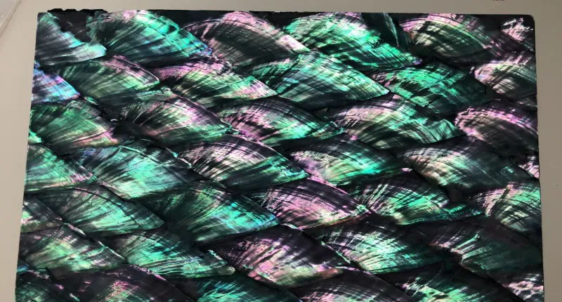 Beautiful Abalone Black Pearl Real Shell Sheet L240mm x W140mm HM058