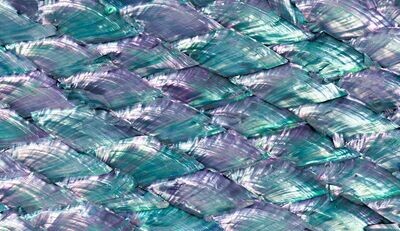 Abalone Fan Rainbow Varnished Real Shell Sheet HM044 Abalone Fan Rainbow Varnished Real Shell Sheet HM044