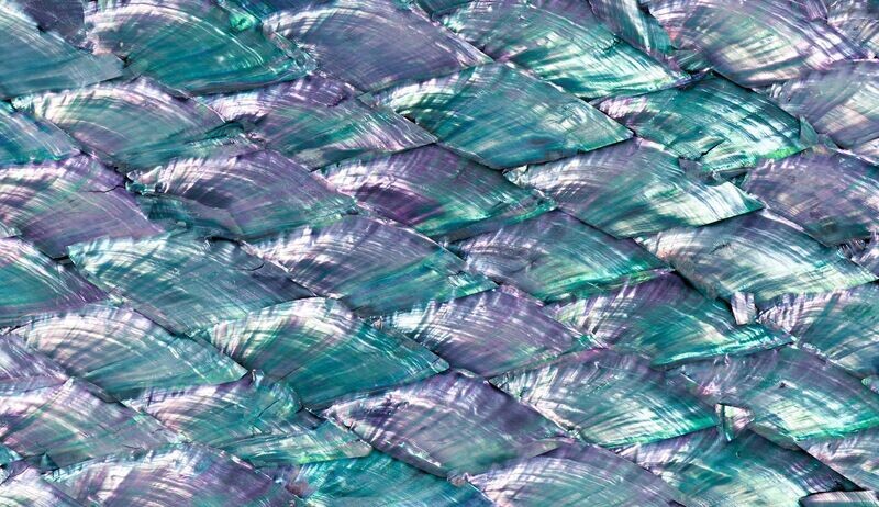 Abalone Fan Rainbow Varnished Real Shell Sheet HM044 Abalone Fan Rainbow Varnished Real Shell Sheet HM044