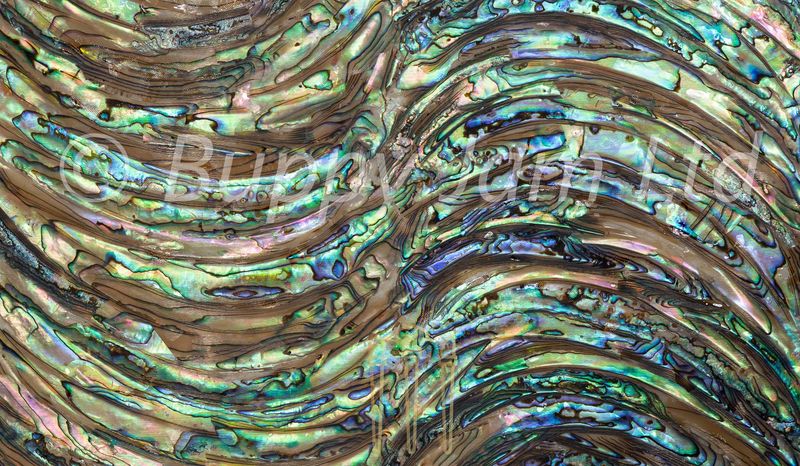 Abalone Wave L240mm x W140mm HM001 Abalone Wave L240mm x W140mm HM001