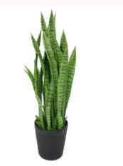 Green Snake Plant in Pot 94cm