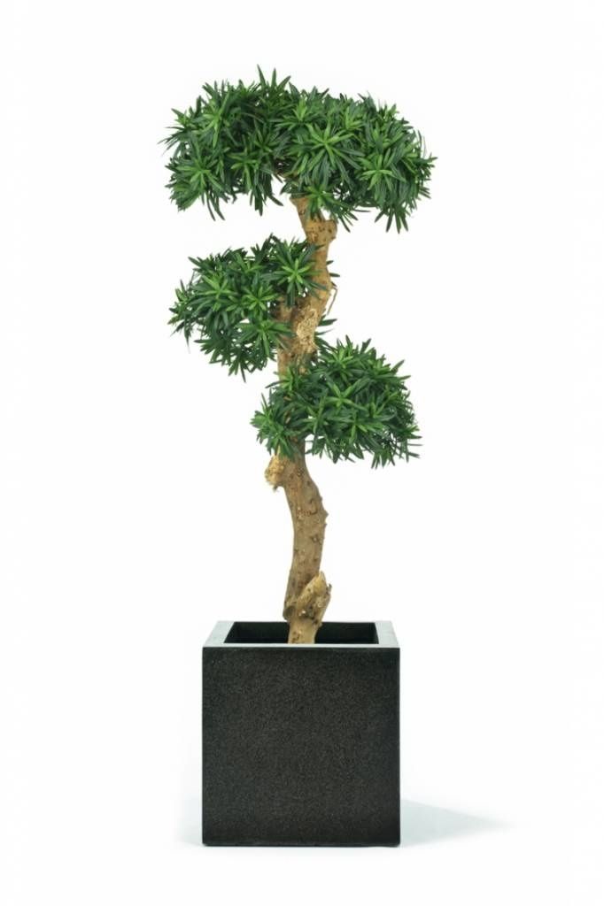 Kunstplant Podocarpus Bonsai 140 cm
