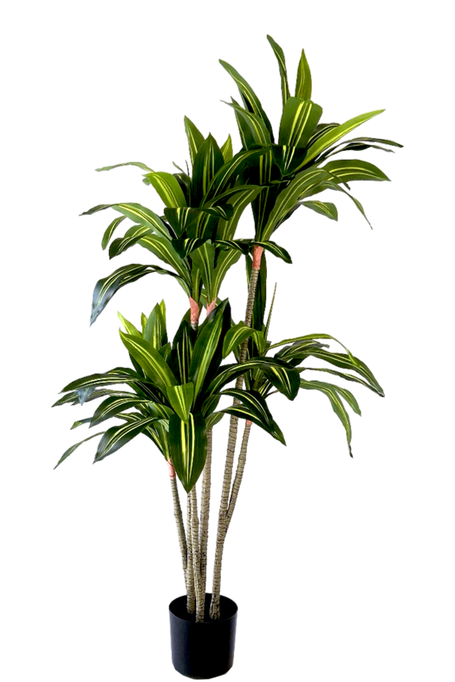 Kunstplant Dracaena Fragnans 150cm