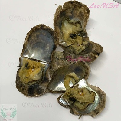 Akoya Oysters with 3-4mm Round Pearls