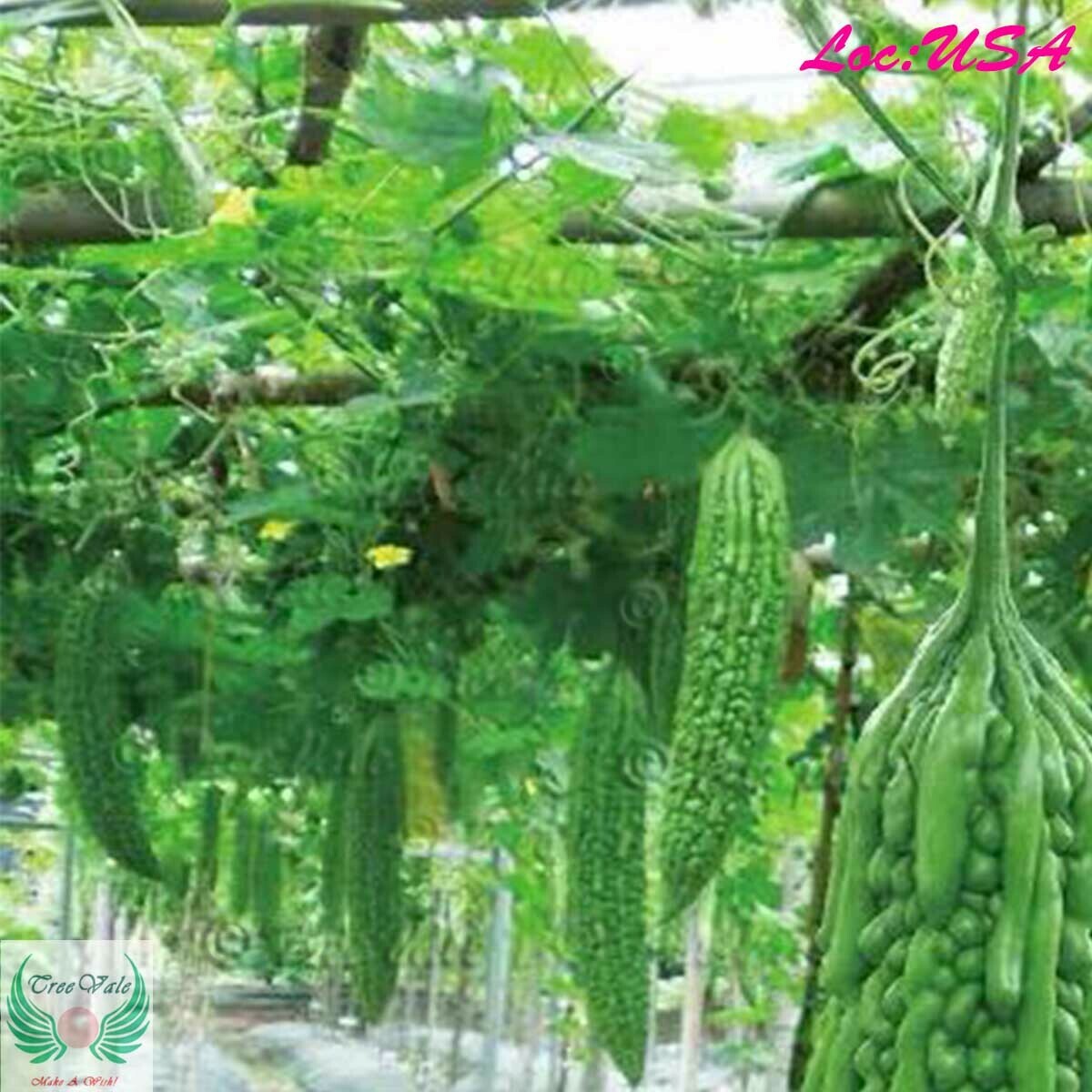 Bitter Melon Balsam Pear Organic Seed Vegetable 10pcs Seeds