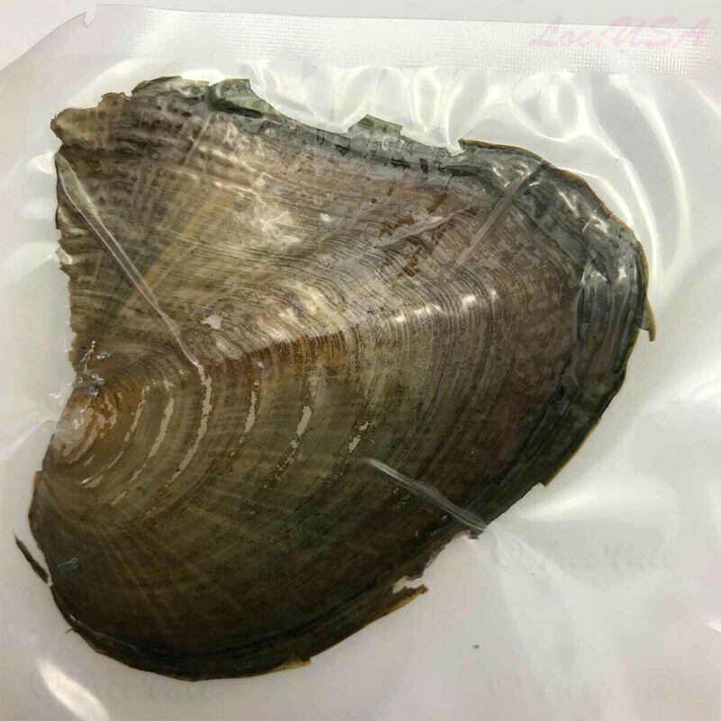 Cross Pearl - Inside Freshwater Oyster
