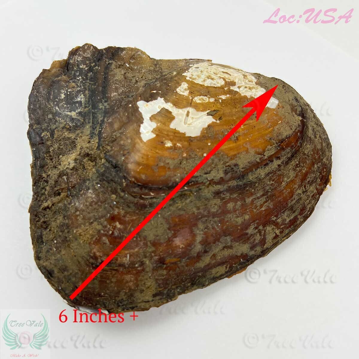 One (1) Monster Oyster 6 Inches Plus - Oyster of oysters