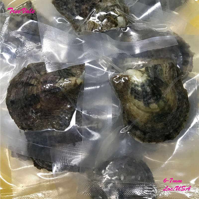 Five (5) Individually Wrapped Cultured Akoya Oysters with SMALL Pearls