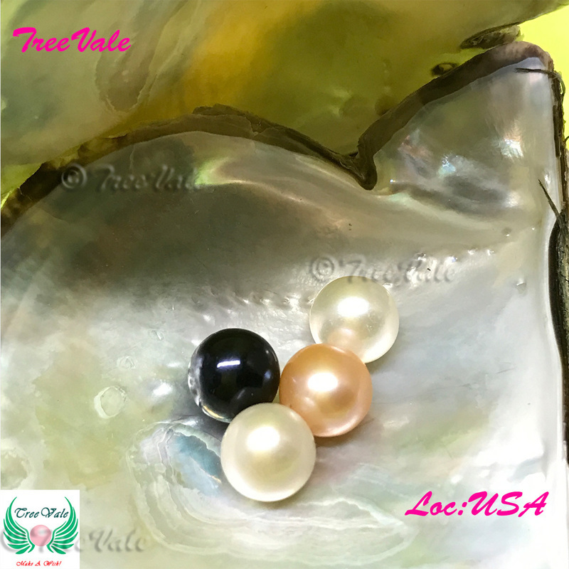 Five (5) Individually Wrapped Cultured Akoya Oysters with SMALL Pearls