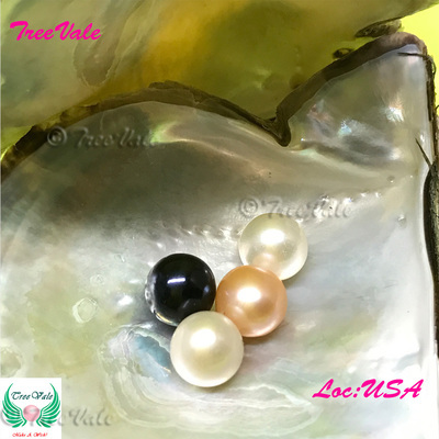 Five (5) Individually Wrapped Cultured Akoya Oysters with SMALL Pearls
