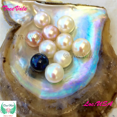 Five (5) Individually Wrapped Cultured Akoya Oysters with Large Pearls