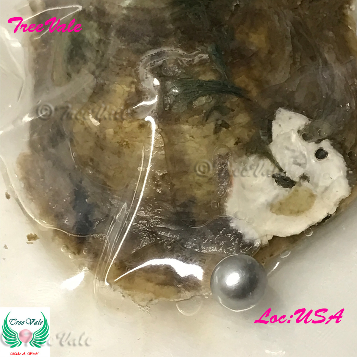 One Individually Wrapped Oyster Each With - Silver LARGE Pearl