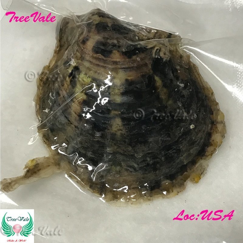 One (1) Individually Wrapped Cultured Akoya Oyster with Large Pearl(s)