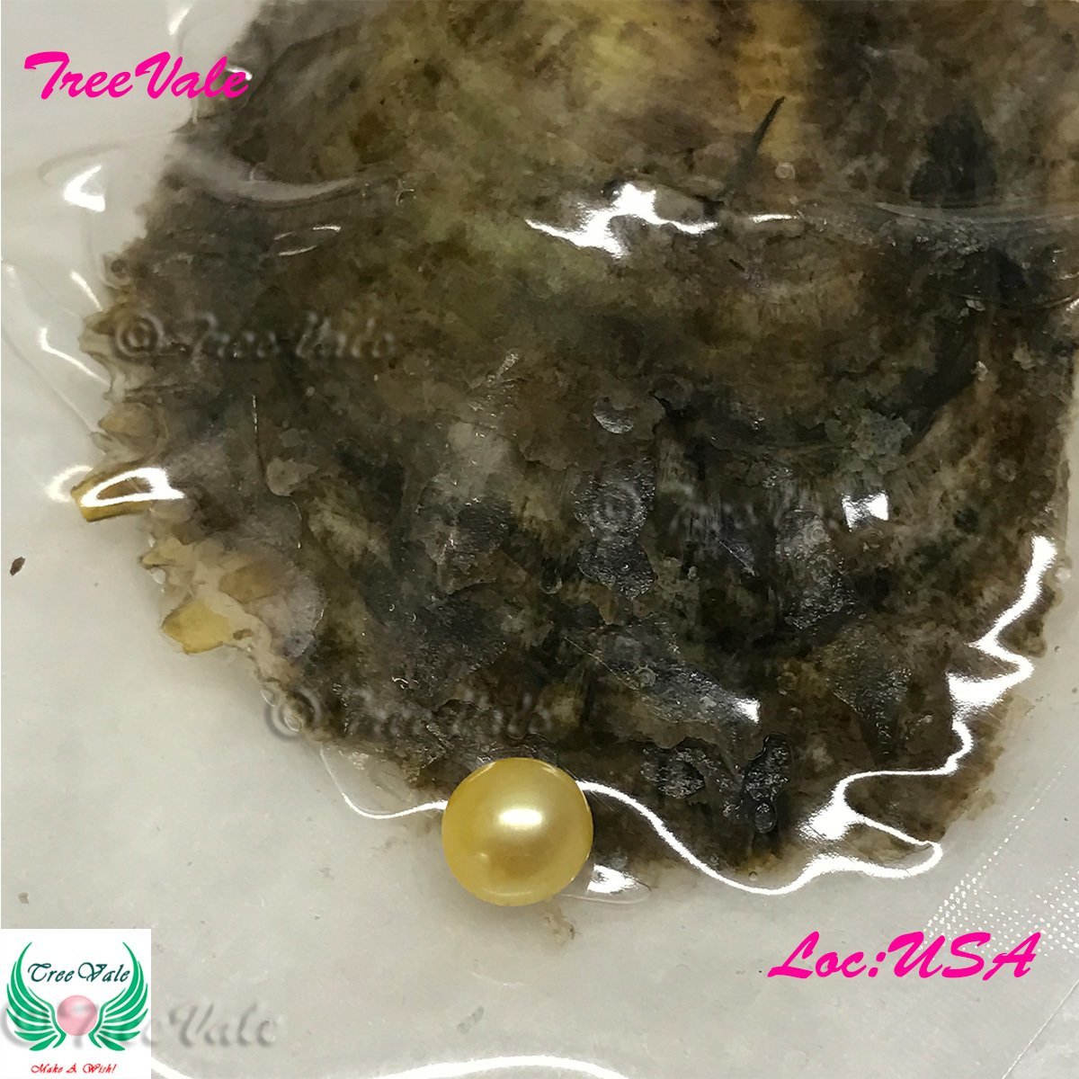 One Individually Wrapped Oyster Each With - Yellow LARGE Pearl