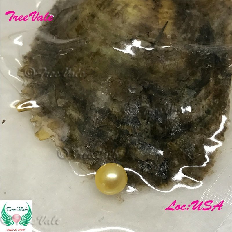 One Individually Wrapped Oyster Each With - Yellow LARGE Pearl