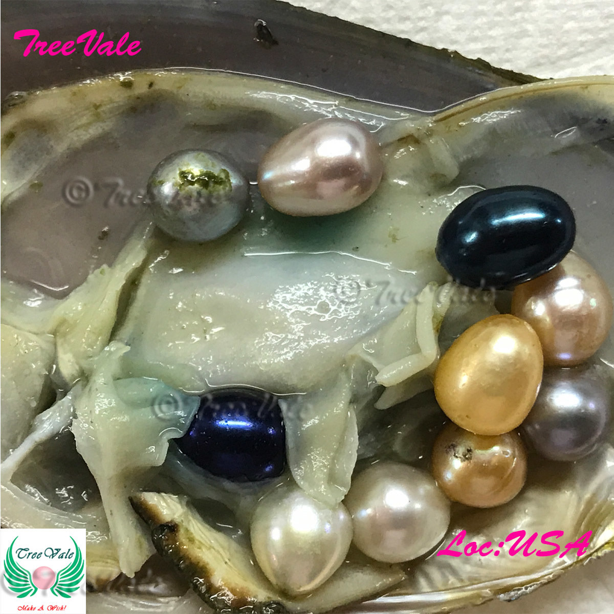 Mini Monster Oyster - Freshwater Shell