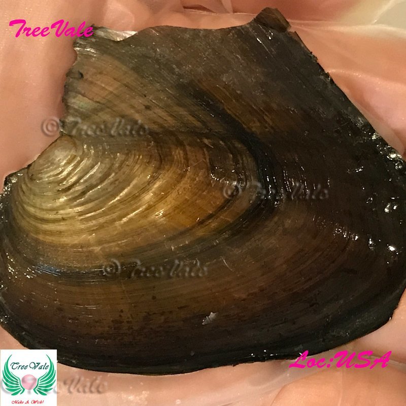 Mini Monster Oyster - Freshwater Shell