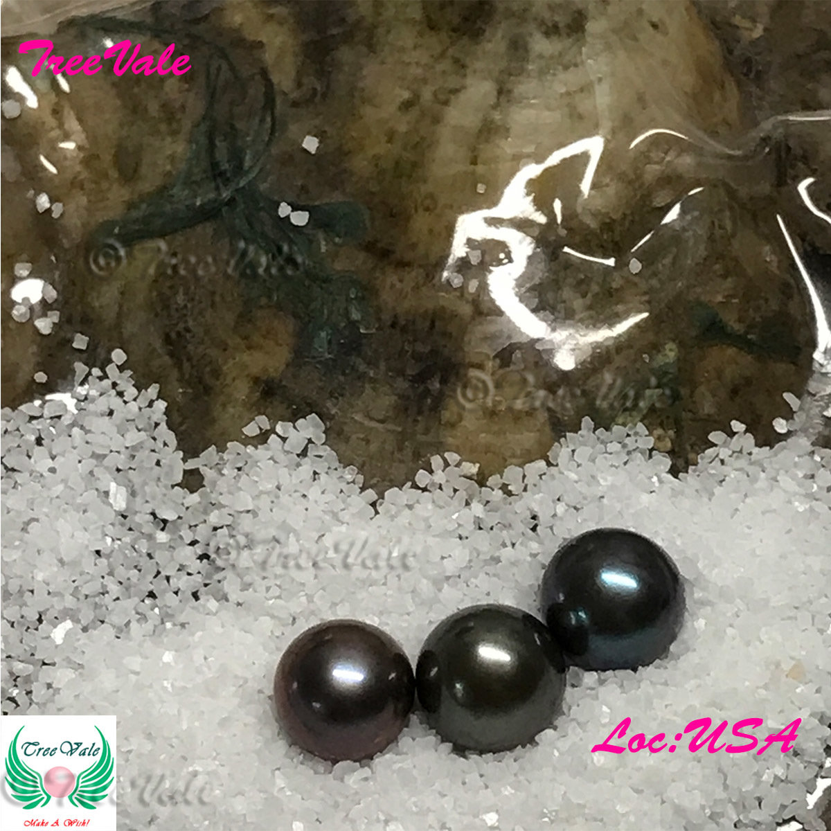 One Individually Wrapped Oyster Each With - Gold Fusion LARGE Pearl