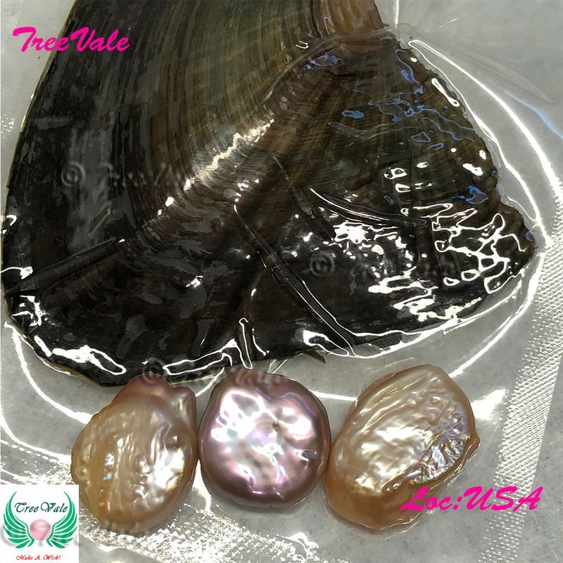 One Freshwater Oyster Each with 3 Flat Allure Pearls - Individually Wrapped