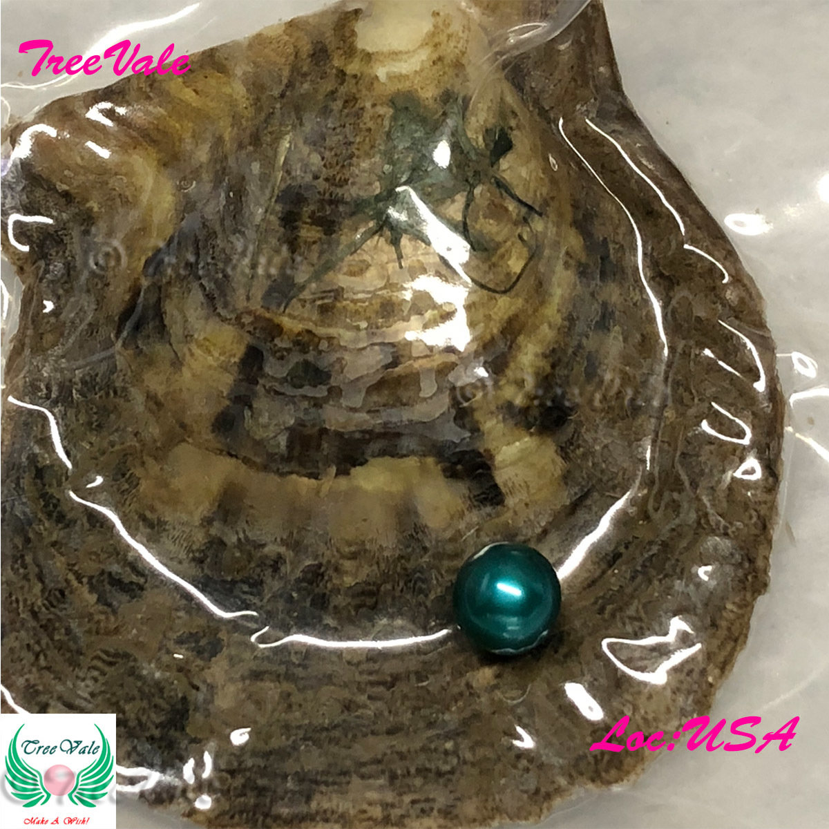 One Individually Wrapped Oyster Each With - Green LARGE Pearl