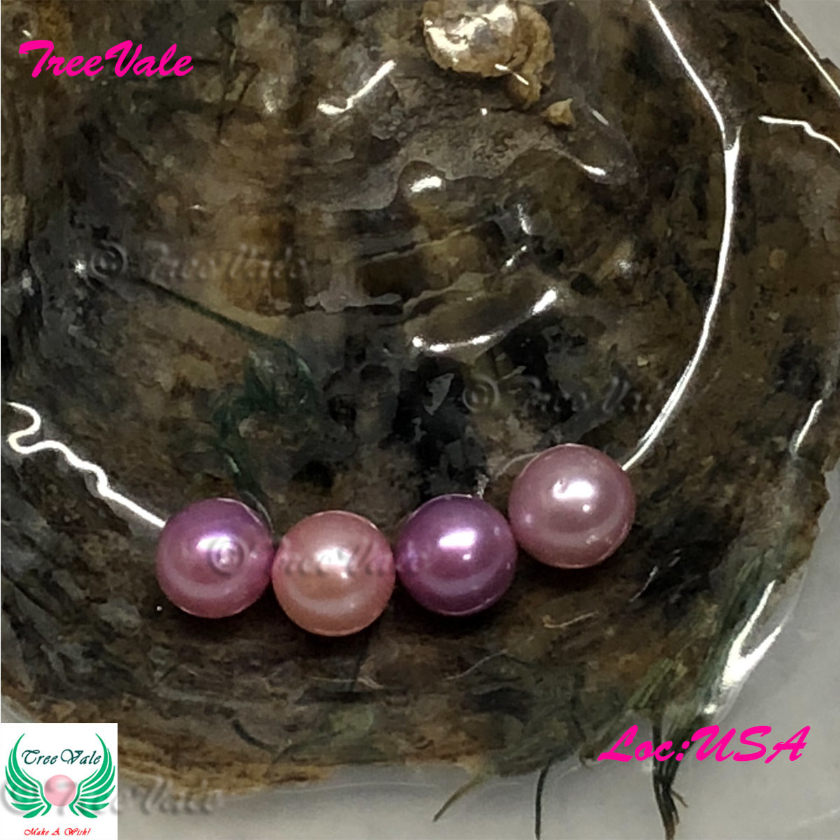 One Individually Wrapped Oyster Each With - Splendor Lotus Small Pearl