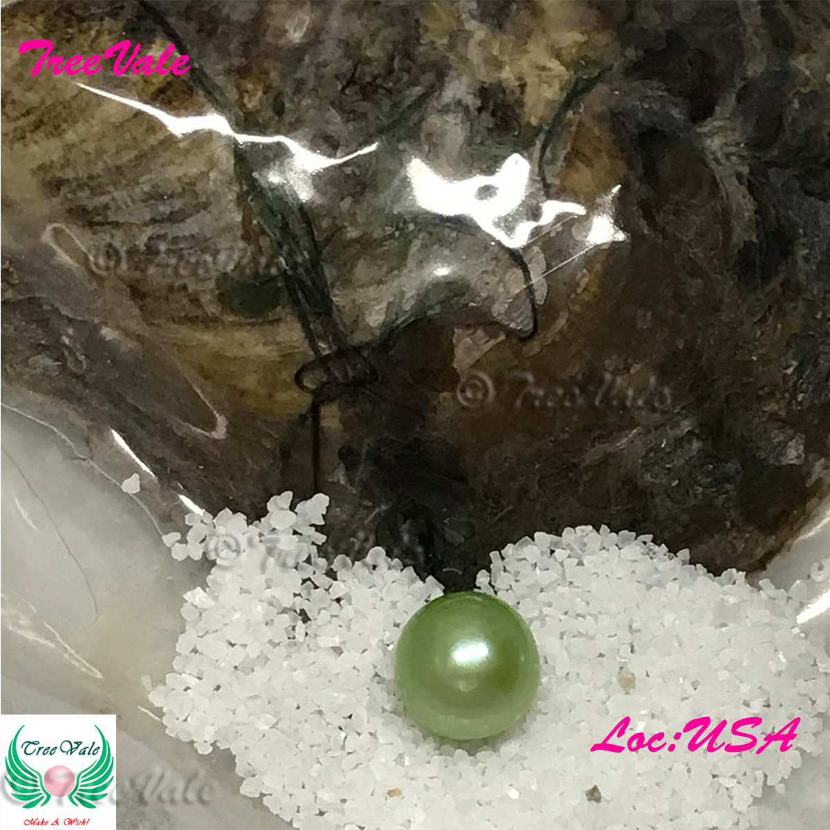 One Individually Wrapped Oyster Each With - Lime Green LARGE Pearl