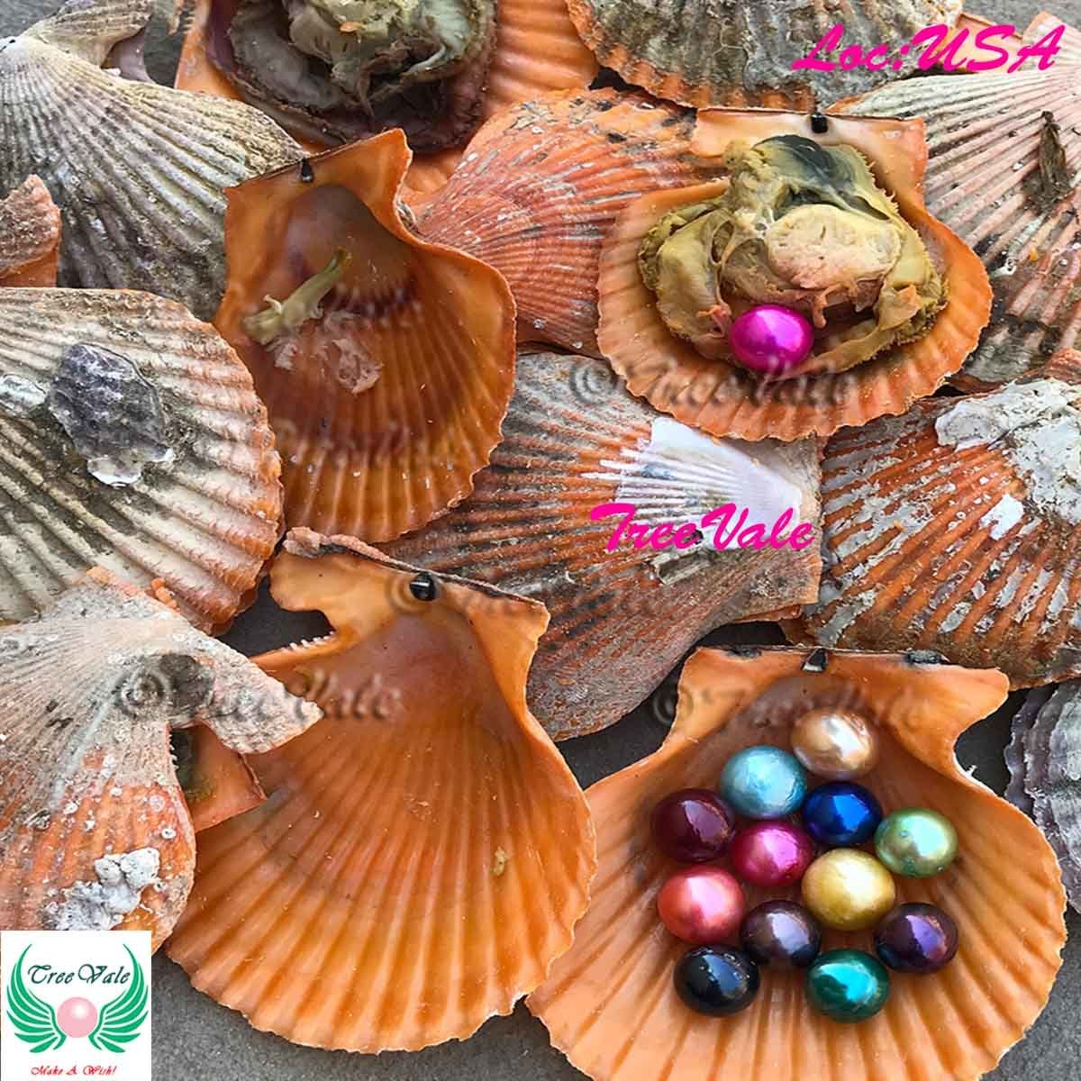 10 Scallop Oysters Each With 8mm-12mm Edison Pearl - individually wrapped