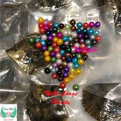 Akoya Oysters with 7-9mm Round Pearls