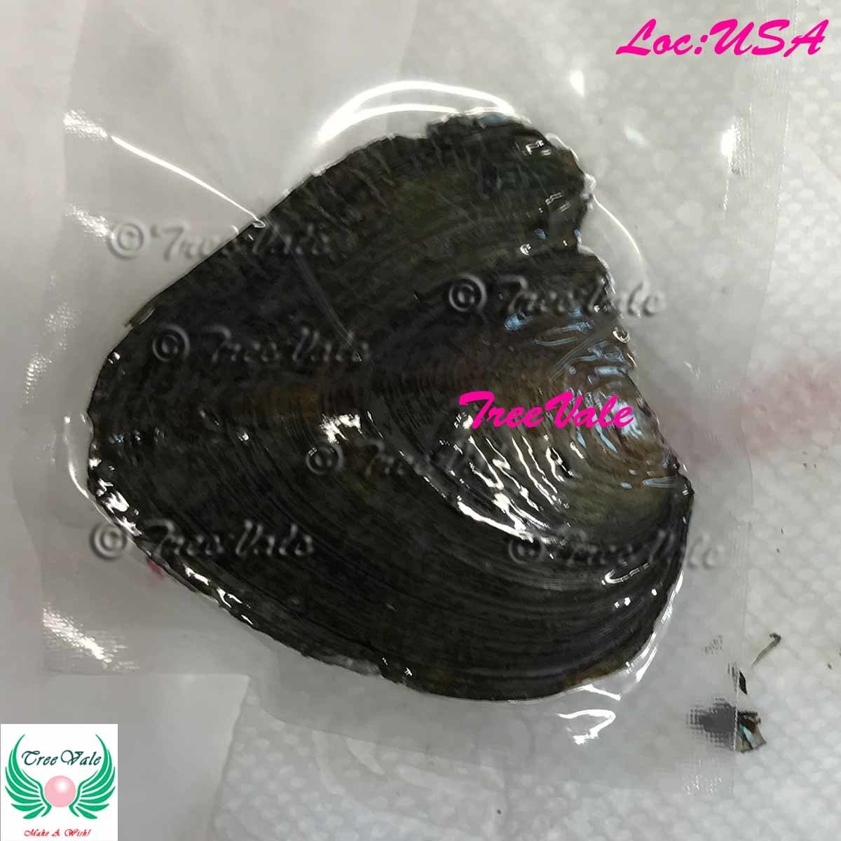 Fireball Pearl - One Freshwater Oyster Each with 1 Fireball Pearl, Color: Randomized
