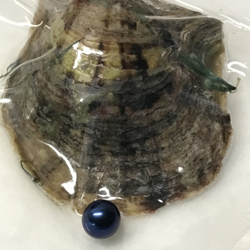 Blue Pearl Large [7-9mm] in Akoya Oyster - Wrapped Individually