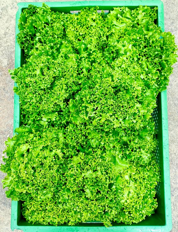 Grüne Salate
