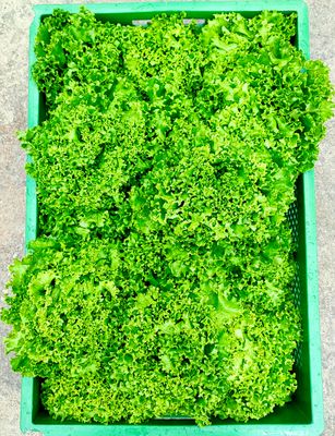 Grüne Salate