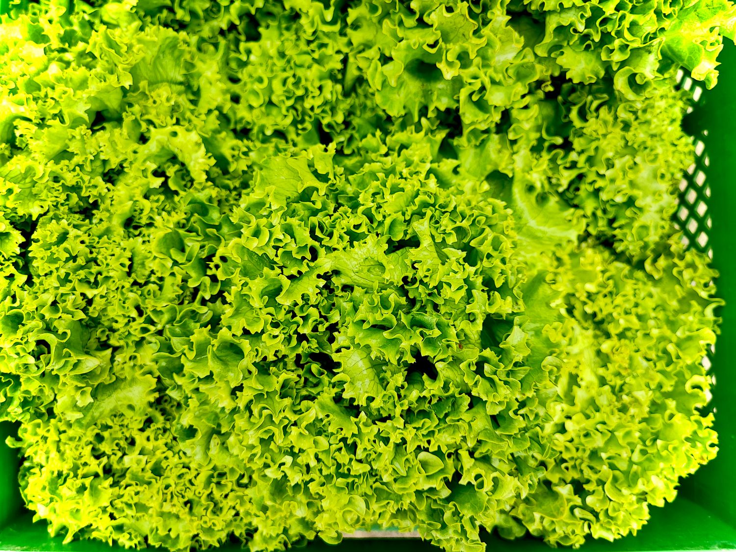 Grüne Salate