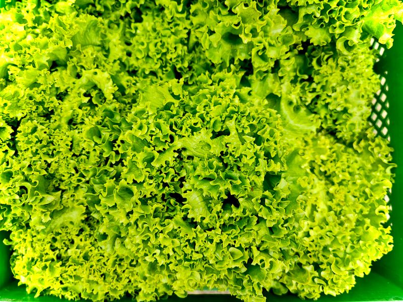 Grüne Salate