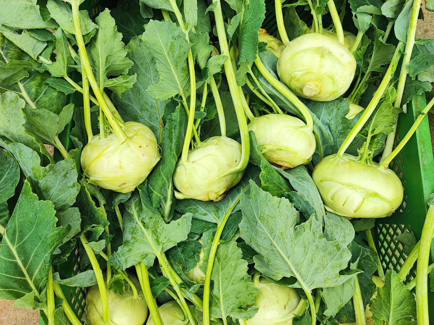Kohlrabi