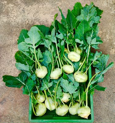 Kohlrabi