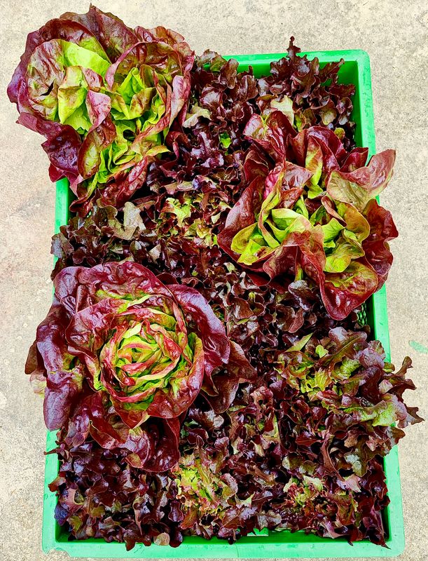 Rote Salate
