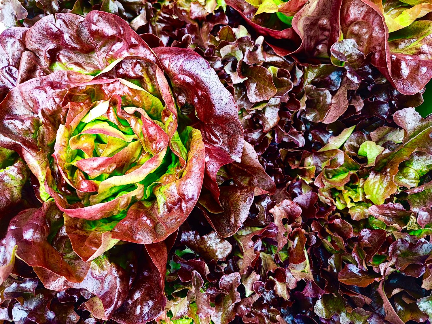 Rote Salate