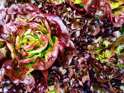 Rote Salate