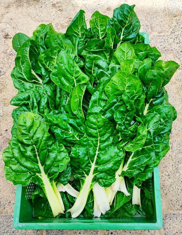 Mangold grün/weiß, 400g Bund