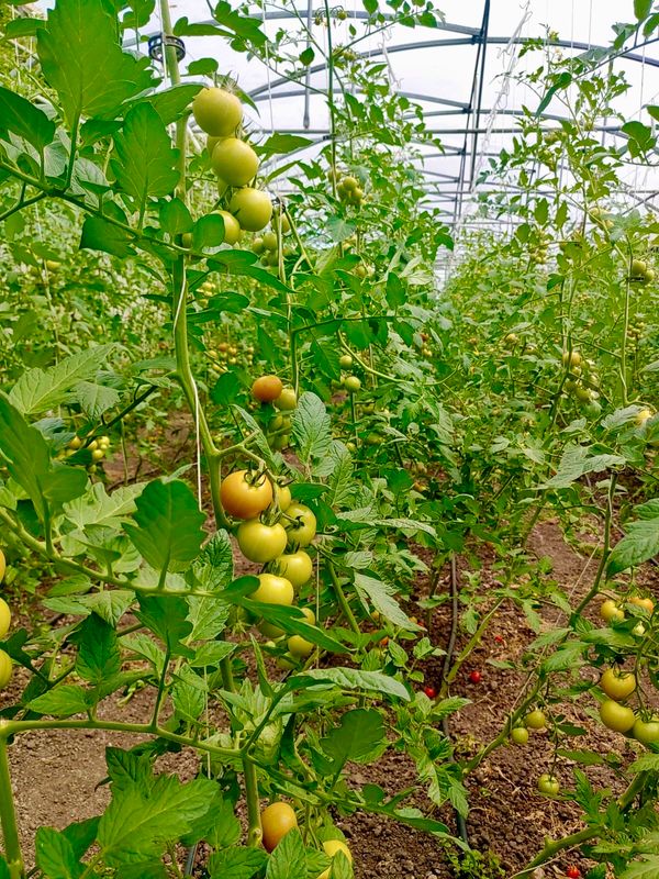 Aroma-Tomaten, 500g