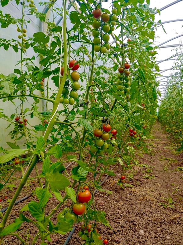 Cherry-Tomaten, 250g