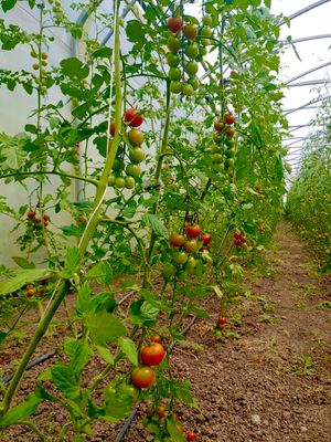 Cherry-Tomaten, 250g
