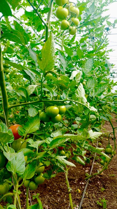 Tomaten, 500g