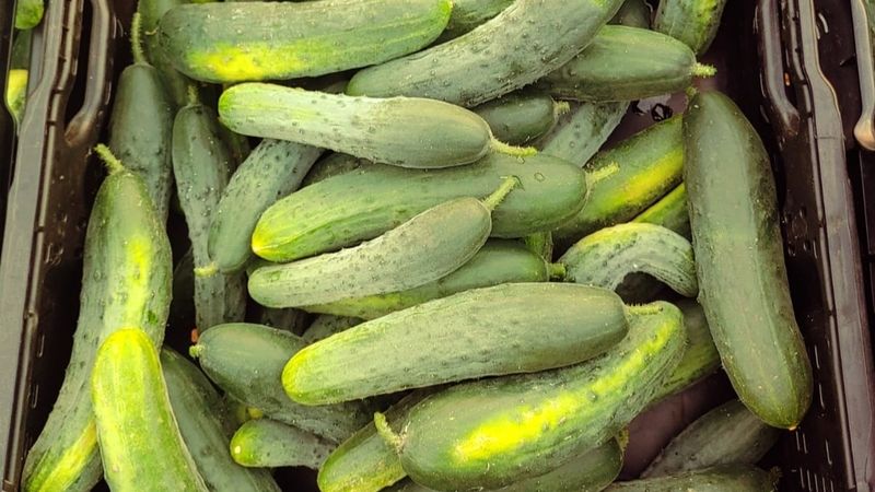 Landgurken, 500g