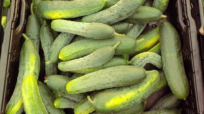Landgurken, 500g