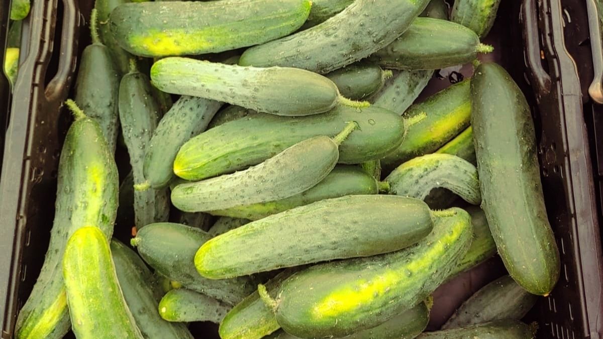 Landgurken, 500g